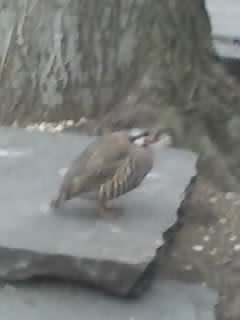 Chukar Partridge