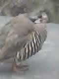 Chukar Partridge