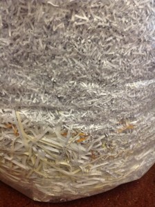Bag of Shredded Paper