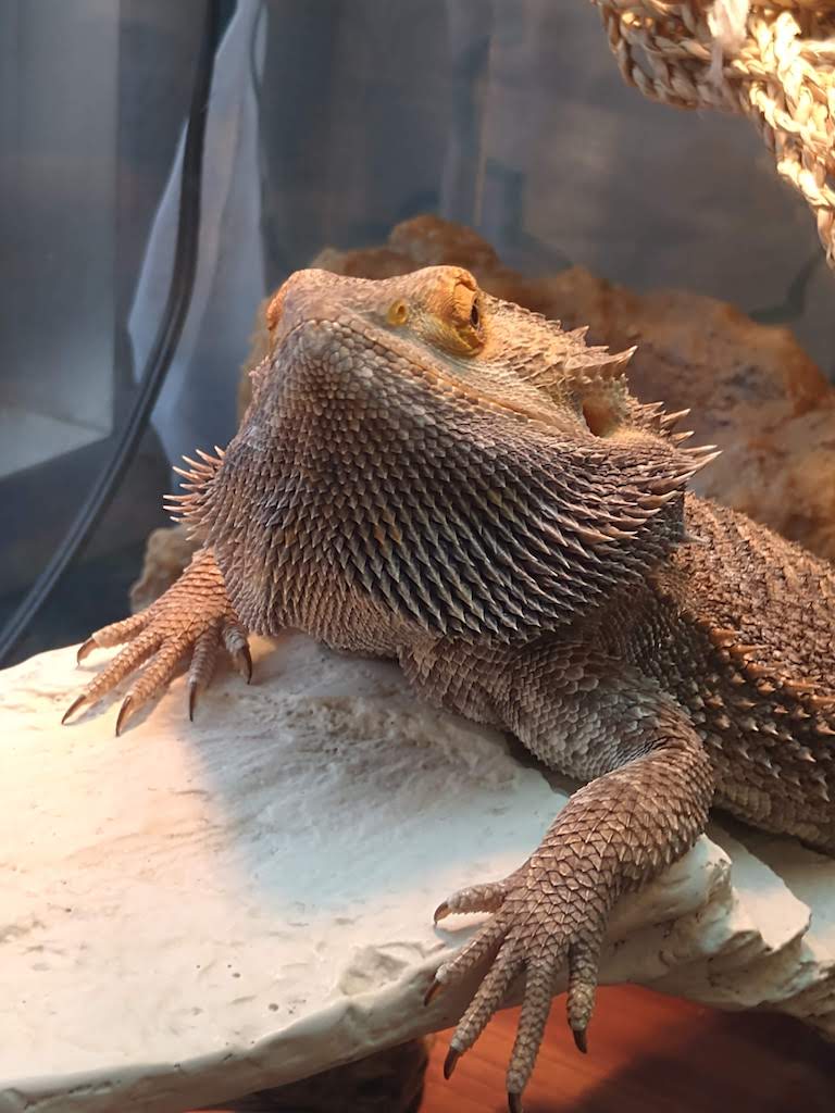 Bearded Dragon!