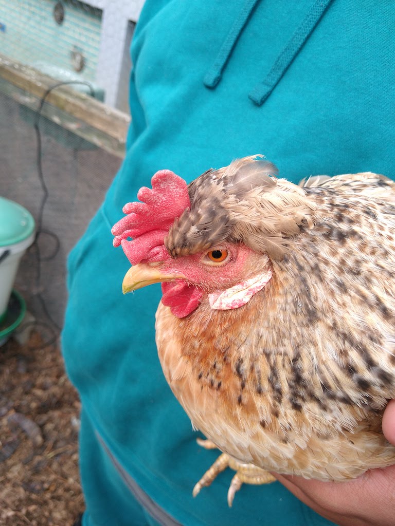 On the Farm and in the&nbsp;‘Hood