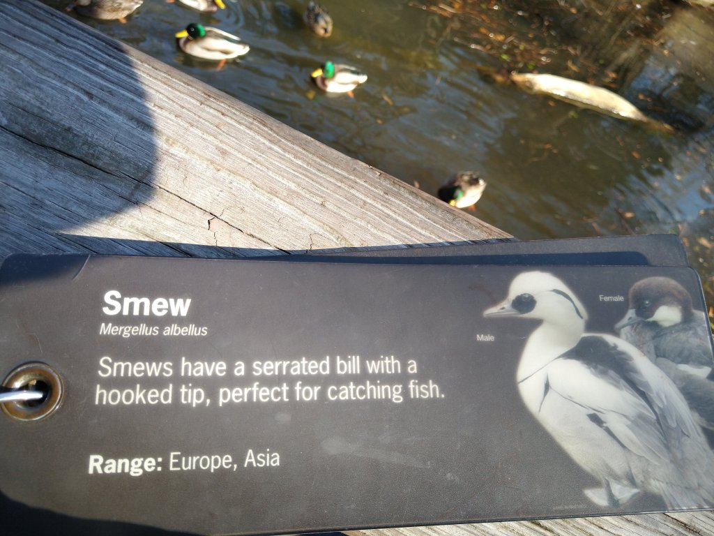 What’s Smew?